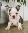 Puppies for sale Ireland, Dublin French Bulldog