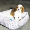 Puppies for sale Sweden, Mutal King Charles Spaniel