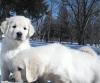 Puppies for sale Portugal, Almeida , CAVAPOO