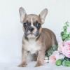 Puppies for sale Sweden, Sundsvall French Bulldog