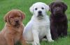 Продам щенка Luxembourg, Luxembourg Labrador Retriever