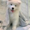 Puppies for sale Belarus, Grodno Samoyed dog (Samoyed)