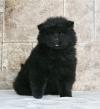 Puppies for sale Uzbekistan, Bukhara Chow Chow