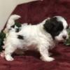 Puppies for sale United Kingdom, Esek Havanese