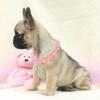 Puppies for sale Finland, Kotka French Bulldog