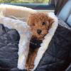 Puppies for sale Spain, Salamanca Poodle