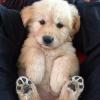 Puppies for sale Sweden, Stockholm Golden Retriever