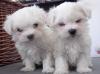 Puppies for sale Armenia, Vanadzor Maltese