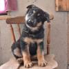 Puppies for sale Poland, Rybnik German Shepherd Dog