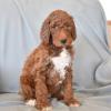 Puppies for sale Greece, Heraklion Poodle