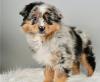 Puppies for sale Portugal, Mirandela Australian Shepherd