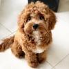 Puppies for sale United Kingdom, Dundee Pooch