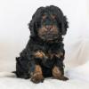 Puppies for sale United Kingdom, Edinburgh Other breed