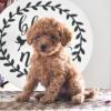 Puppies for sale Ukraine, Dnipropetrovsk Toy-poodle