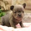 Puppies for sale Sweden, Kalmar French Bulldog