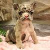 Puppies for sale United Kingdom, Liverpool French Bulldog