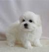 Puppies for sale Lithuania, Kaunas Maltese