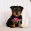 Puppies for sale Ukraine, Ternopil Yorkshire Terrier