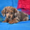 Puppies for sale Ukraine, Donetsk Dachshund