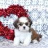 Puppies for sale Ukraine, Odessa Shih Tzu