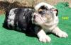 Puppies for sale Ukraine, Khmelnitsky English Bulldog