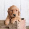 Puppies for sale Lithuania, Ignalina Golden Retriever