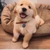 Puppies for sale Estonia, Tallinn Golden Retriever