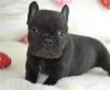 Puppies for sale Sweden, Helsingborg French Bulldog