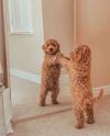 Puppies for sale USA, Illinois , cockapoo pups