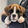 Puppies for sale United Kingdom, Ullapool Boxer