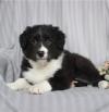 Puppies for sale Sweden, Malmo Border Collie