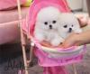 Puppies for sale Hungary, Debrecen Pomeranian Spitz