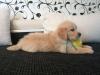 Puppies for sale Lithuania, Kayschyadoris Golden Retriever