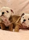 Puppies for sale Germany, Ilmenau English Bulldog