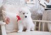 Puppies for sale Germany, Halle Samoyed dog (Samoyed)