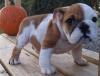 Puppies for sale Germany, Kiel English Bulldog