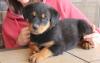 Puppies for sale Germany, Munich Rottweiler