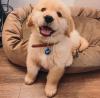 Puppies for sale Estonia, Narva Golden Retriever