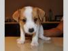 Puppies for sale Slovakia, Bratislava Jack Russell Terrier