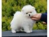 Puppies for sale Spain, Albacete Maltese