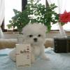 Puppies for sale Portugal, Mirandela Bichon