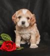 Puppies for sale Estonia, Narva Cocker Spaniel