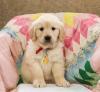 Puppies for sale Ukraine, Kirovograd Golden Retriever