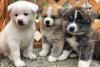 Puppies for sale Spain, Gijon Akita