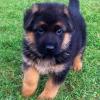 Продам щенка Latvia, Talsi German Shepherd Dog