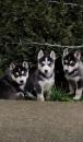 Puppies for sale Canada, Alberta, Edmonton Haski