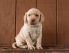 Puppies for sale Poland, Jani Labrador