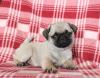 Puppies for sale Lithuania, Elektrenai Pug