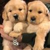 Puppies for sale Sweden, Stockholm Golden Retriever