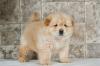 Puppies for sale Germany, Cologne Chow Chow